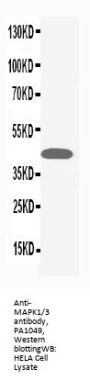 Anti-MAPK1/3 Antibody Picoband®