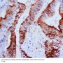 Anti-MAPK1/3 Antibody Picoband®