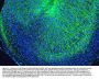 Anti-Myelin Basic Protein/MBP Antibody Picoband®
