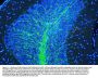 Anti-Myelin Basic Protein/MBP Antibody Picoband®