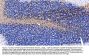Anti-Myelin Basic Protein/MBP Antibody Picoband®