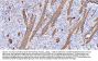 Anti-Myelin Basic Protein/MBP Antibody Picoband®