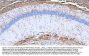 Anti-Myelin Basic Protein/MBP Antibody Picoband®