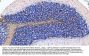 Anti-Myelin Basic Protein/MBP Antibody Picoband®