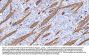 Anti-Myelin Basic Protein/MBP Antibody Picoband®