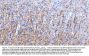 Anti-Myelin Basic Protein/MBP Antibody Picoband®