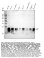 Anti-MIF Antibody Picoband®
