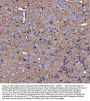Anti-MIF Antibody Picoband®