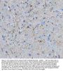 Anti-MIF Antibody Picoband®