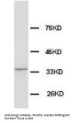 Anti-Morg1/WDR83 Antibody Picoband®