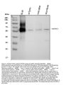 Anti-Myeloperoxidase/MPO Antibody Picoband®