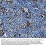Anti-Myeloperoxidase/MPO Antibody Picoband®
