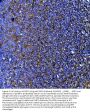 Anti-Myeloperoxidase/MPO Antibody Picoband®