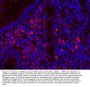 Anti-Myeloperoxidase/MPO Antibody Picoband®
