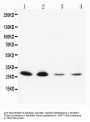 Anti-Neurotrophin 3/NTF3 Antibody Picoband®