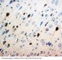 Anti-Neurotrophin 3/NTF3 Antibody Picoband®