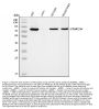 Anti-PKC alpha/PRKCA Antibody Picoband®