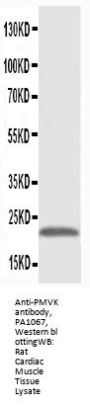 Anti-Phosphomevalonate kinase PMVK Antibody Picoband®
