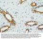 Anti-PP2A-alpha/PPP2CA Antibody Picoband®