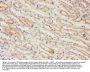Anti-PP2A-alpha/PPP2CA Antibody Picoband®