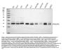 Anti-PP2A-alpha/PPP2CA Antibody Picoband®
