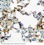 Anti-RAGE/AGER Antibody Picoband®