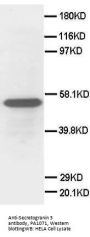 Anti-Secretogranin 3/SCG3 Antibody Picoband®