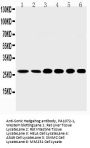 Anti-Sonic Hedgehog/SHH Antibody Picoband®