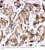 Anti-Sonic Hedgehog/SHH Antibody Picoband®