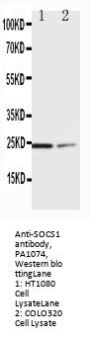 Anti-SOCS1 Antibody Picoband®