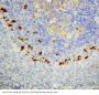 Anti-SOCS1 Antibody Picoband®