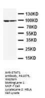 Anti-STAT1 Antibody Picoband®