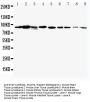 Anti-STAT1 Antibody Picoband®