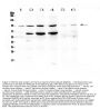 Anti-STAT1 Antibody Picoband®