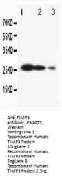 Anti-Metalloproteinase inhibitor 3 TIMP3 Antibody Picoband®