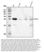 Anti-TNF alpha Antibody Picoband®