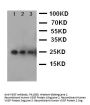 Anti-VEGF/VEGFA Antibody Picoband®