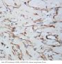 Anti-VEGF/VEGFA Antibody Picoband®