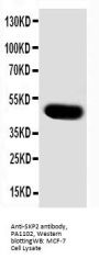 Anti-SKP2 Antibody Picoband®