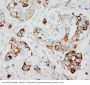Anti-SKP2 Antibody Picoband®