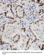 Anti-Lamin A + C/LMNA Antibody PicobandÂ®