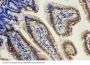 Anti-Lamin A + C/LMNA Antibody PicobandÂ®