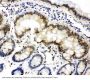 Anti-Lamin A + C/LMNA Antibody PicobandÂ®