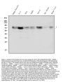 Anti-Lamin A + C/LMNA Antibody PicobandÂ®