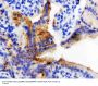 Anti-HSP60/HSPD1 Antibody Picoband®
