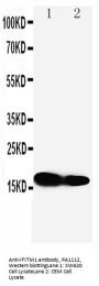 Anti-IFITM1 Antibody Picoband®