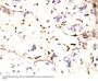 Anti-IFITM1 Antibody Picoband®