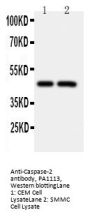 Anti-Caspase-2/CASP2 Antibody Picoband®