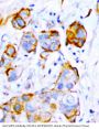 Anti-SHP2/PTPN11 Antibody Picoband®