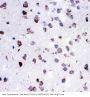 Anti-Cytochrome C/CYCS Antibody Picoband®